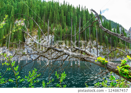 grass growing on the bark of a dead tree. tree trunk lying in a lake 124867457