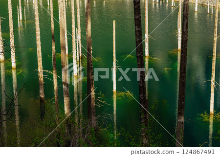 legendary lake with dead trees in almaty. reservoir with clean drinking water in kazakhstan legendary lake with dead trees in almaty. reservoir with clean drinking water in kazakhstan 124867491