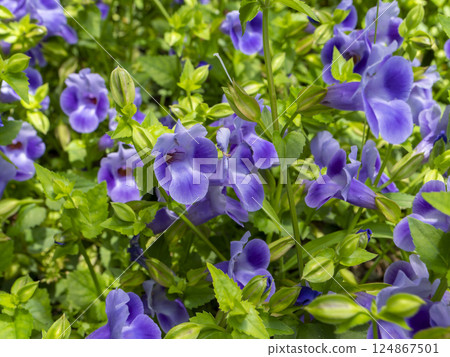 盛開著百合花的花壇 124867501