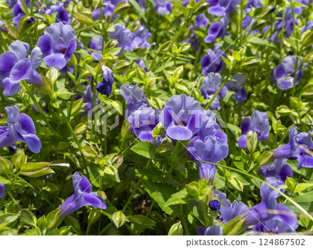 Flower bed blooming with lilies Flower bed blooming with lilies 124867502