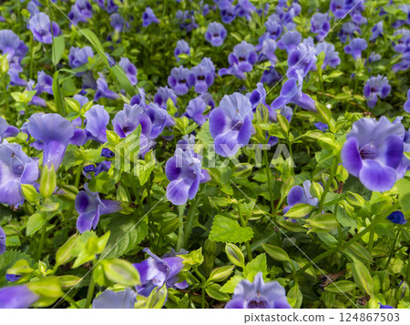 Flower bed blooming with lilies 124867503