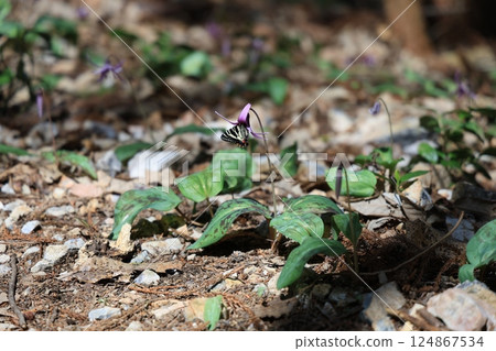 岐阜縣關市一色片栗村當季第一隻新羽化的岐阜蝴蝶 124867534