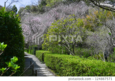 Kamakura Aketsukinin Kamakura Aketsukinin 124867571