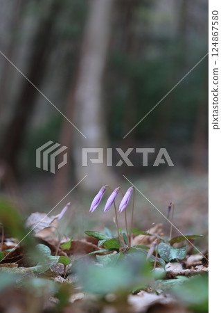 Dogtooth violets at Isshiki Dogtooth Violets Village in Seki City, Gifu Prefecture. Before they bloom and before the sun shines on them. 124867580