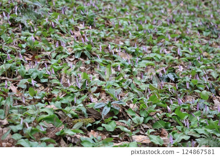 Dogtooth violets at Isshiki Dogtooth Violets Village in Seki City, Gifu Prefecture 124867581