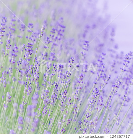 Lavender flowers blooming in the field. Soft focus. Floral background Lavender flowers blooming in the field. Soft focus. Floral background 124867717