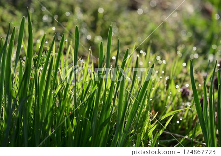 A glittering meadow wet with morning dew A glittering meadow wet with morning dew 124867723