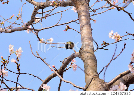 Great tit Great tit 124867825