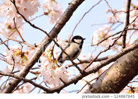 Great tit Great tit 124867845