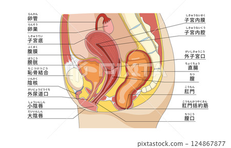 女性骨盆區域生殖器和器官的側視解剖圖 女性骨盆區域生殖器和器官的側視解剖圖 124867877