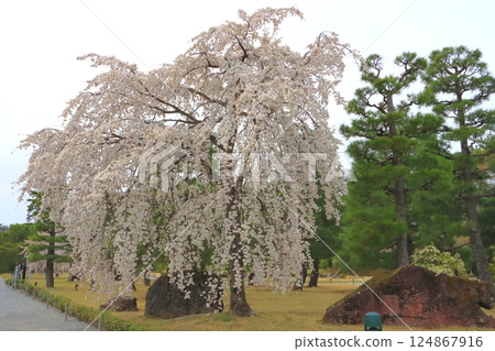 Weeping cherry blossoms at Seiryuen Garden (Nijo Castle, Kyoto City) Weeping cherry blossoms at Seiryuen Garden (Nijo Castle, Kyoto City) 124867916