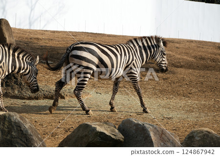 格蘭特斑馬 格蘭特斑馬 124867942