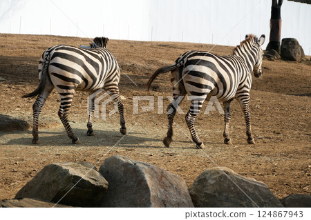 格蘭特斑馬 格蘭特斑馬 124867943