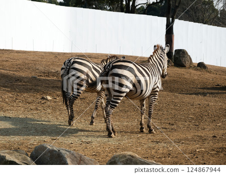 格蘭特斑馬 格蘭特斑馬 124867944