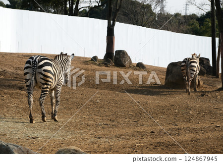 格蘭特斑馬 格蘭特斑馬 124867945