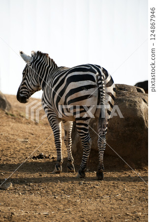 斑馬背面圖 斑馬背面圖 124867946
