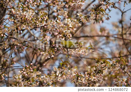 冬季的喜馬拉雅櫻花與日本繡眼鳥 124868072