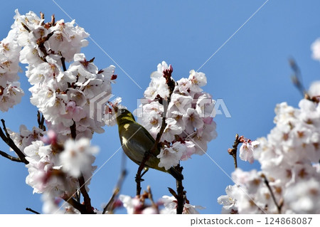 用櫻桃蜂蜜做飯 用櫻桃蜂蜜做飯 124868087