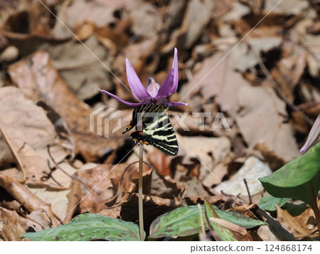 岐阜縣關市一色片栗村（保喜山片栗村）本季第一隻新羽化的岐阜蝴蝶 124868174
