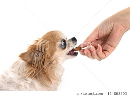 chihuahua in studio 124868303