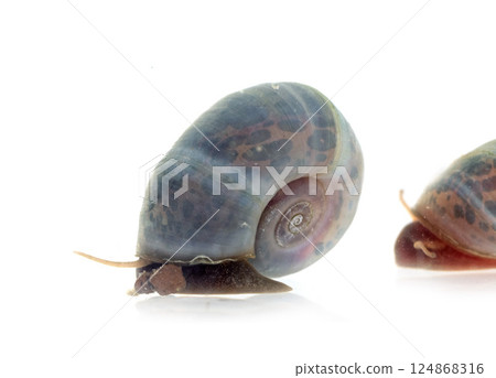 ramshorn snails in studio 124868316