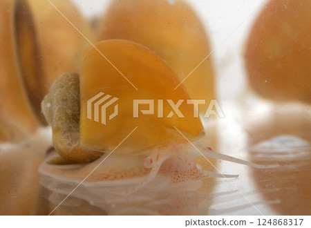 yellow Pomacea in studio yellow Pomacea in studio 124868317
