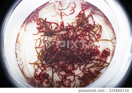 Chironomus plumosus worm in studio Chironomus plumosus worm in studio 124868318
