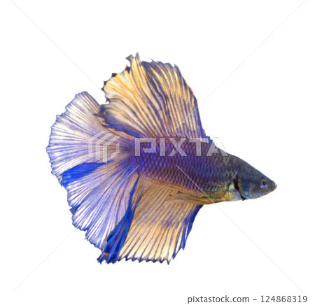 Siamese fighting fish in studio 124868319