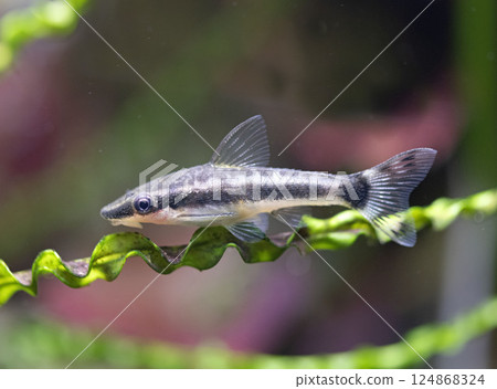 Macrotocinclus in studio 124868324