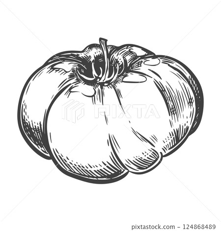 Vector sketch of ripe tomato of famous Spanish variety Coraz n de buey. Ingredient of Mediterranean cuisine and ketchup in engraving style. Linear ink drawing of tomato. 124868489