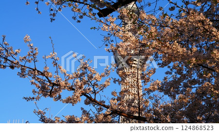 Cherry blossoms in full bloom against the blue sky at Breeze Plaza 124868523