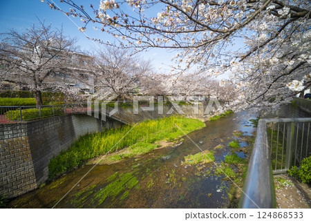 Cherry blossoms of Shakujii River 124868533