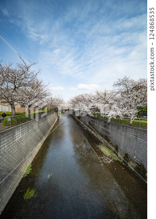 Cherry blossoms of Shakujii River 124868535