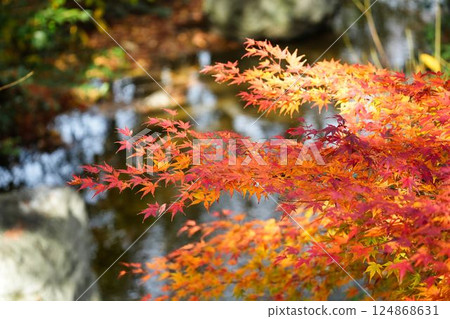 Colorful autumn leaves dancing in the clear stream 124868631