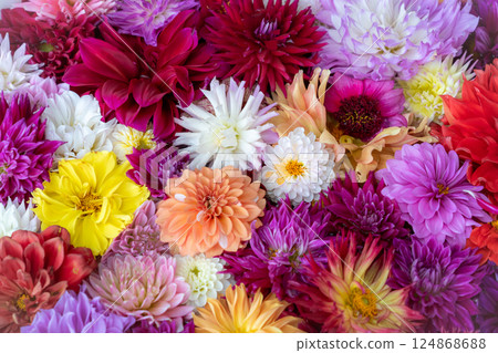 A field of dahlia flowers floating on water 124868688