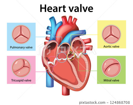 Detailed Heart Valve Anatomy Vector Illustration 124868708