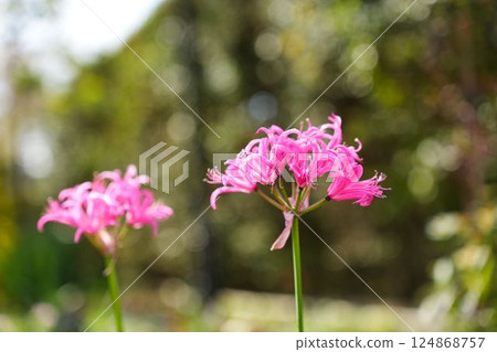 Gorgeous pink diamond lily 124868757