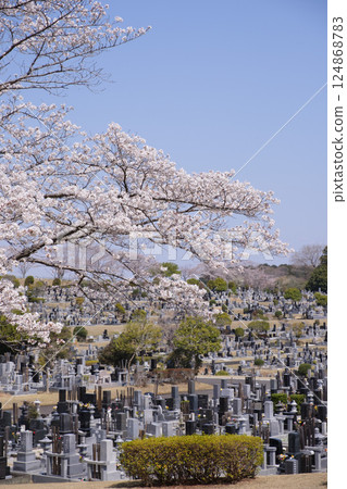 Spring cherry blossoms blooming in the cemetery Spring cherry blossoms blooming in the cemetery 124868783