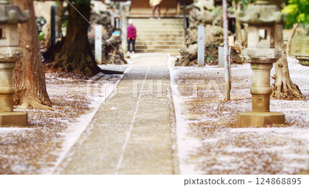 櫻花花瓣飄落在石板路上 櫻花花瓣飄落在石板路上 124868895