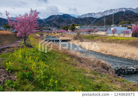 Minamikawa River - Scenery of Okame cherry blossoms and rape blossoms in bloom Minamikawa River - Scenery of Okame cherry blossoms and rape blossoms in bloom 124868973