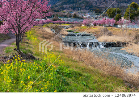 Minamikawa River - Scenery of Okame cherry blossoms and rape blossoms in bloom Minamikawa River - Scenery of Okame cherry blossoms and rape blossoms in bloom 124868974