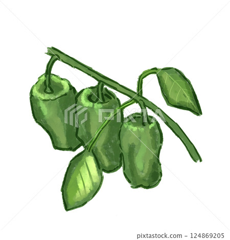 green pepper green pepper 124869205