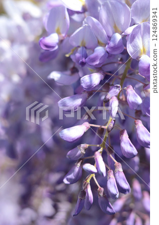 Wisteria blooming in spring. Nature and flowers. Purple background for design. 124869341