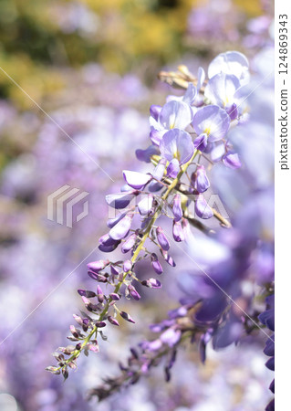 Wisteria blooming in spring. Nature and flowers. Purple background for design. Wisteria blooming in spring. Nature and flowers. Purple background for design. 124869343