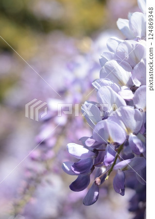 Wisteria blooming in spring. Nature and flowers. Purple background for design. Wisteria blooming in spring. Nature and flowers. Purple background for design. 124869348