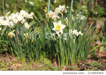 White cup-flowered daffodil and Narcissus tazetta (Japanese daffodil) flowers blooming in a spring garden White cup-flowered daffodil and Narcissus tazetta (Japanese daffodil) flowers blooming in a spring garden 124869464