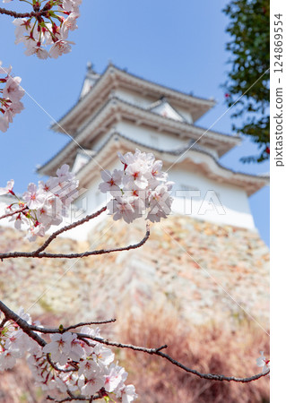 Akashi Castle, Akashi City, Hyogo Prefecture, where the cherry blossoms are in full bloom Akashi Castle, Akashi City, Hyogo Prefecture, where the cherry blossoms are in full bloom 124869554