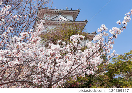 Akashi Castle, Akashi City, Hyogo Prefecture, where the cherry blossoms are in full bloom 124869557