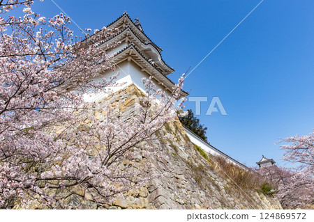 Akashi Castle, Akashi City, Hyogo Prefecture, where the cherry blossoms are in full bloom 124869572