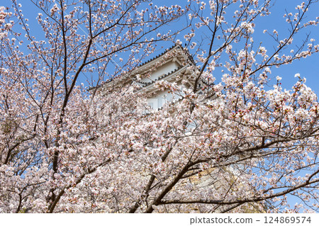 Akashi Castle, Akashi City, Hyogo Prefecture, where the cherry blossoms are in full bloom 124869574